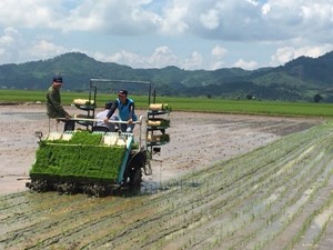 AN GIANG MỞ RỘNG CANH TÁC LÚA THEO TIÊU CHUẨN SRP