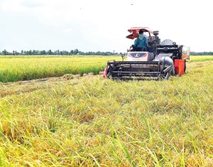 TẬP TRUNG SẢN XUẤT LÚA HÈ THU 2022