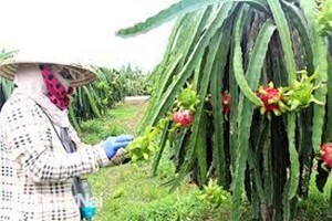 TỪNG "LÀM MƯA LÀM GIÓ", GIỜ ĐÂY NÔNG DÂN NƠI NÀY CỦA BÀ RỊA-VŨNG TÀU ĐÀNH XÓT XA MÚC BỎ HÀNG LOẠT CÂY THANH LONG